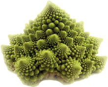 exotika 2