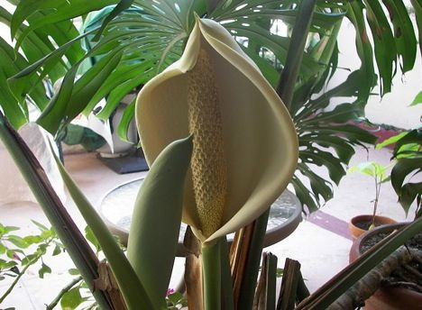 monstera